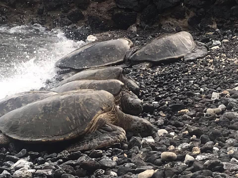Les tortues de Kihei à Hawaï